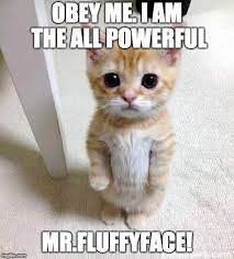 Cute Cat Meme - Imgflip