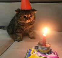 Happy birthday!! : r/aww