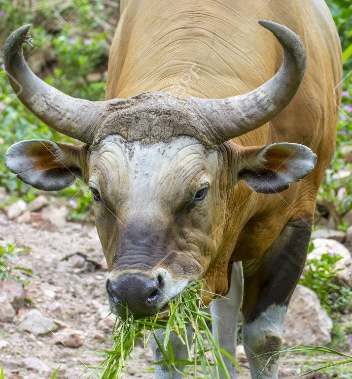 22253167-banteng-or-red-bull-eating-grass.jpg