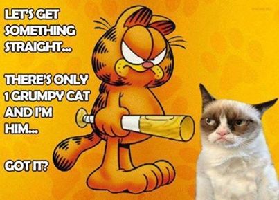 6b4502e799927b8d51efbd14d5b47f5e--grumpy-cat-meme-grumpy-kitty.jpg