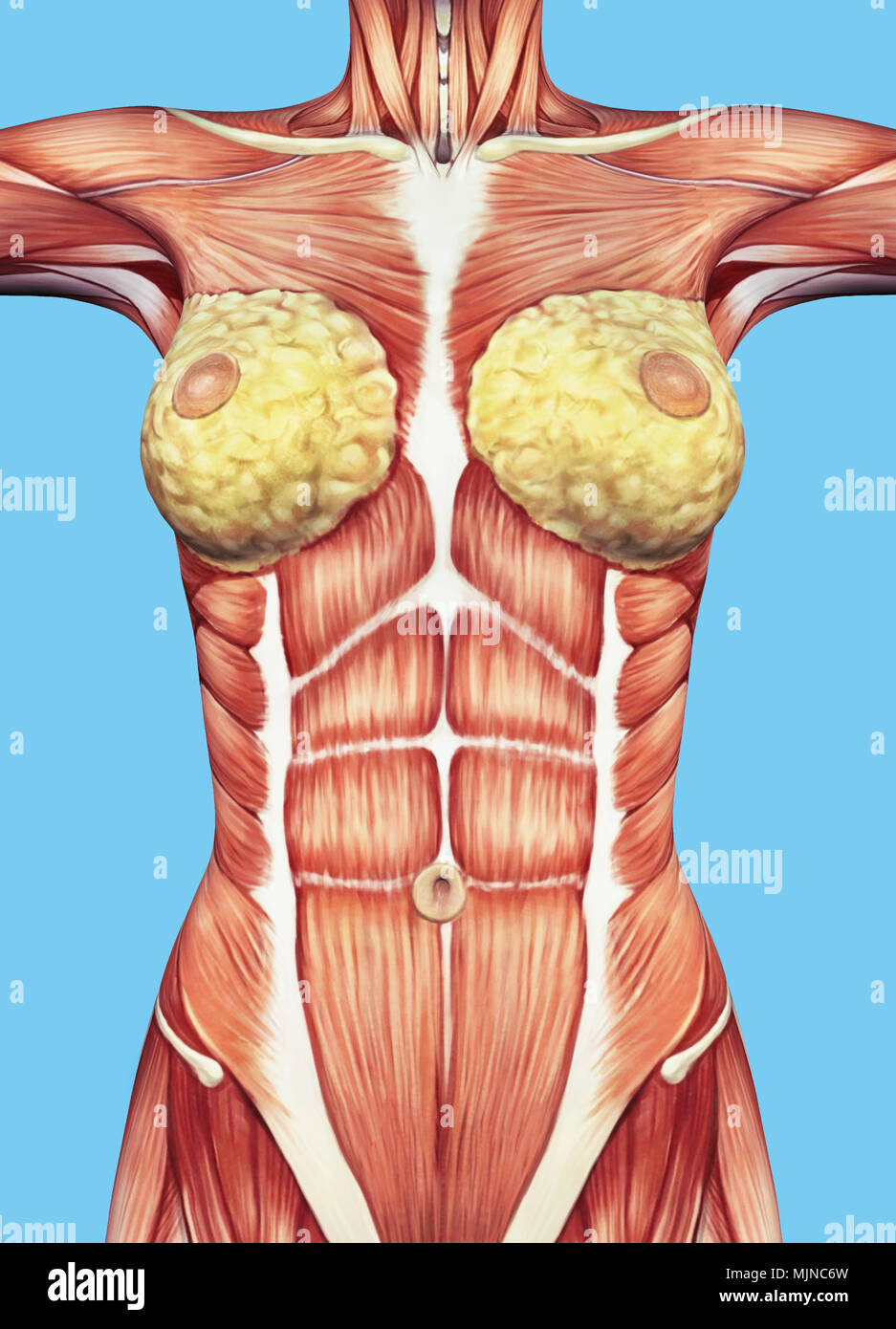 anatomy-of-female-chest-and-torso-featuring-major-muscular-groups-and-glands-MJNC6W.jpg