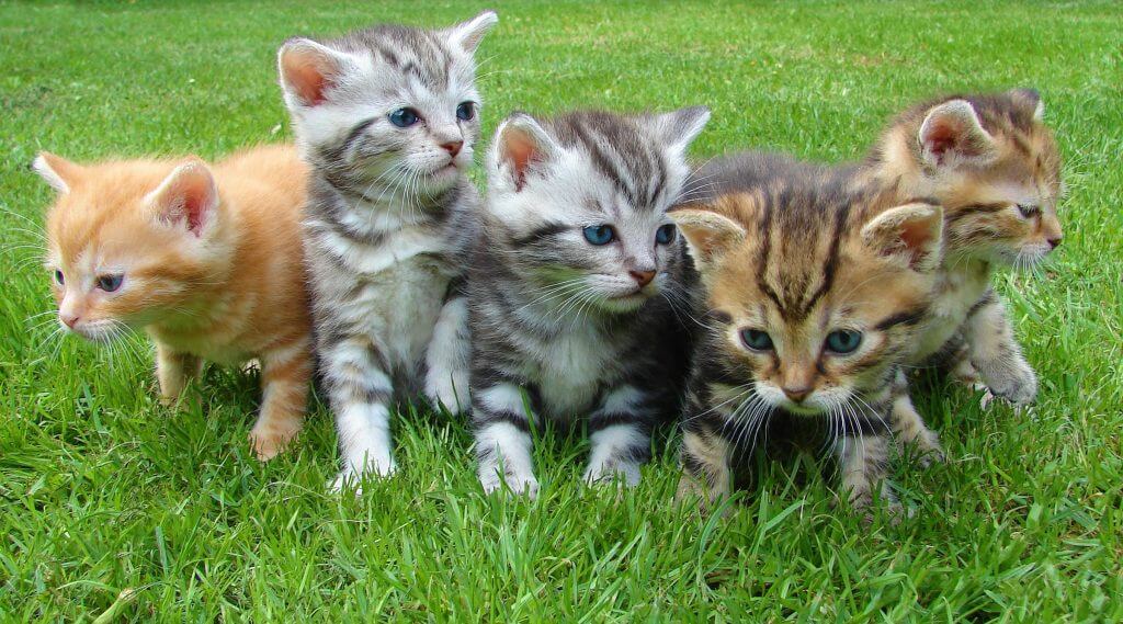 aquitaine-kittens.jpg