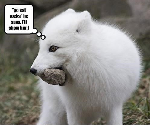 arctic-fox-meme-35.jpg