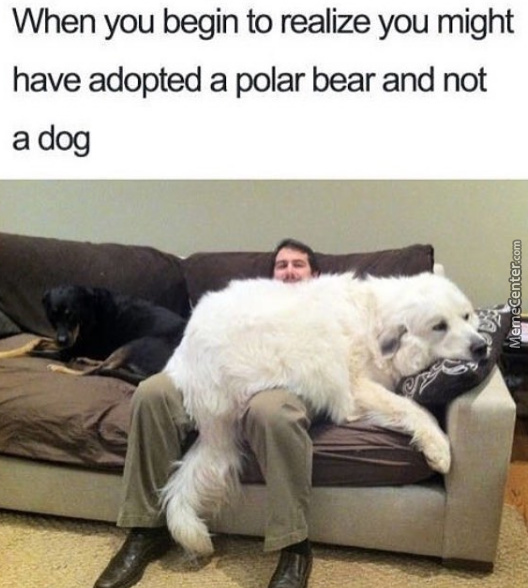 big-doggo_o_7176503.jpg