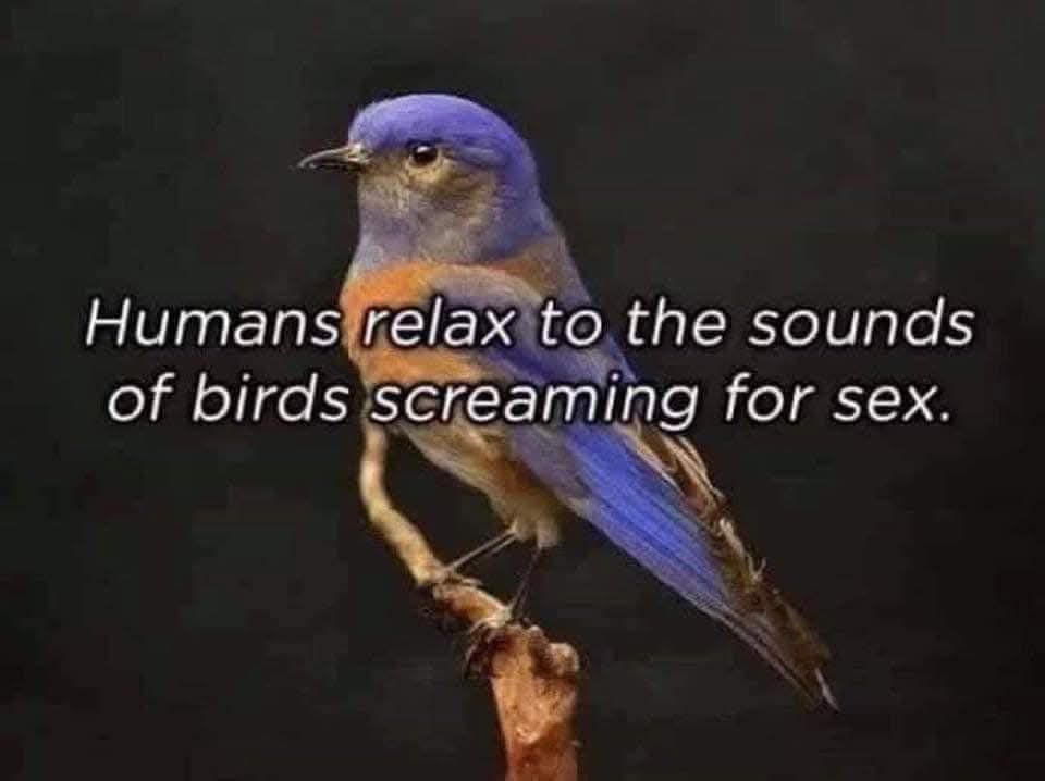 birds.jpg