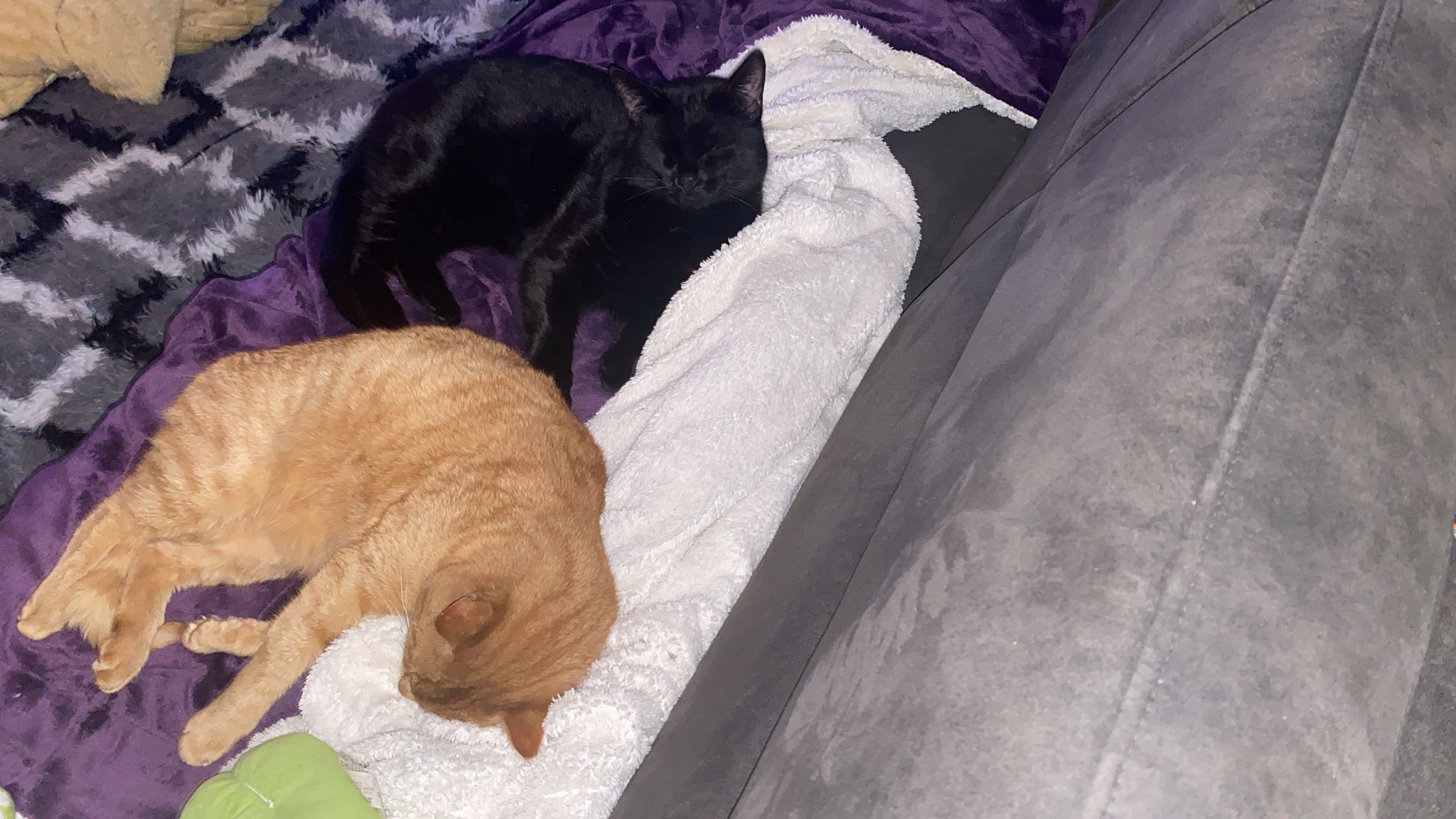 black and rollo.jpeg