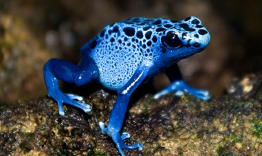Blue-Poison-Dart-Frog.jpg