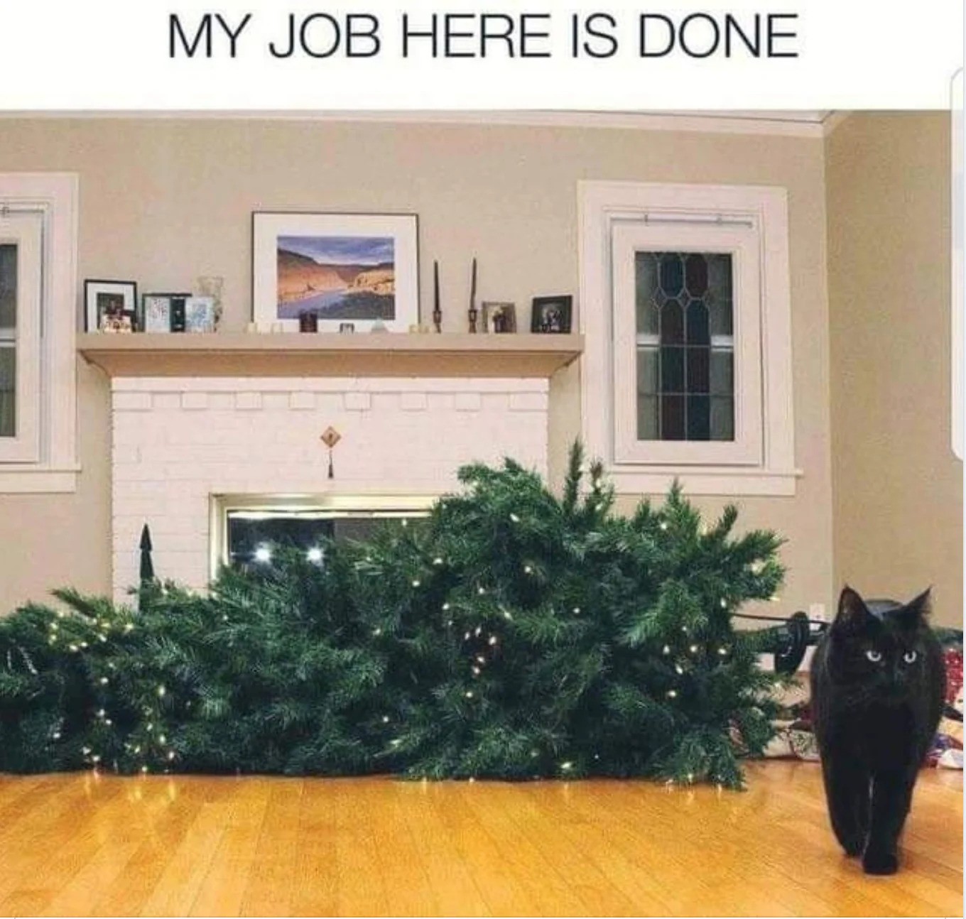 cat christmas.jpg