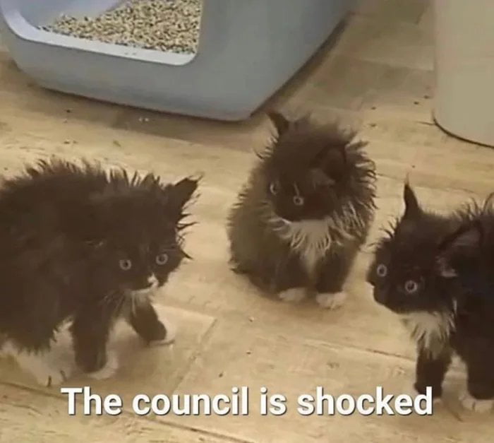 cat council shocked.jpg