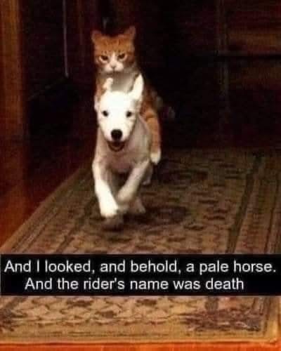 cat dog pale horse riders name was death.jpg