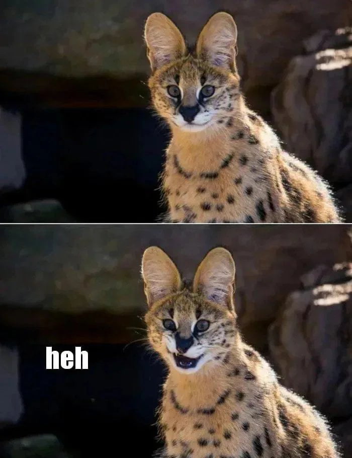 cat heh.jpg