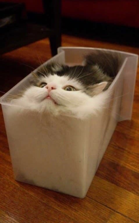 cat liquid.jpg