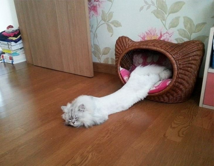 cat long.jpg