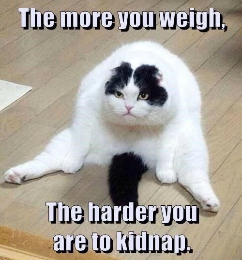 cat-more-weigh-harder-are-kidnap.jpeg