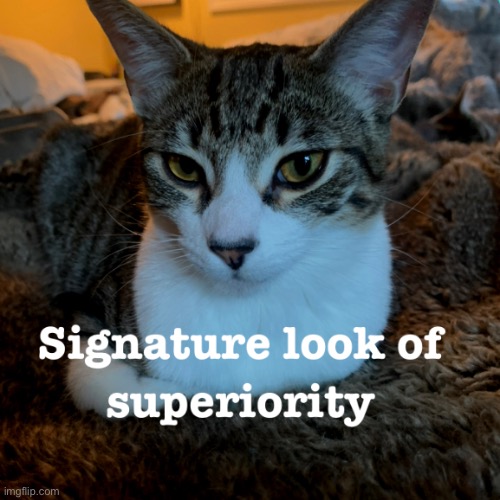 cat signature look of superiority.jpg