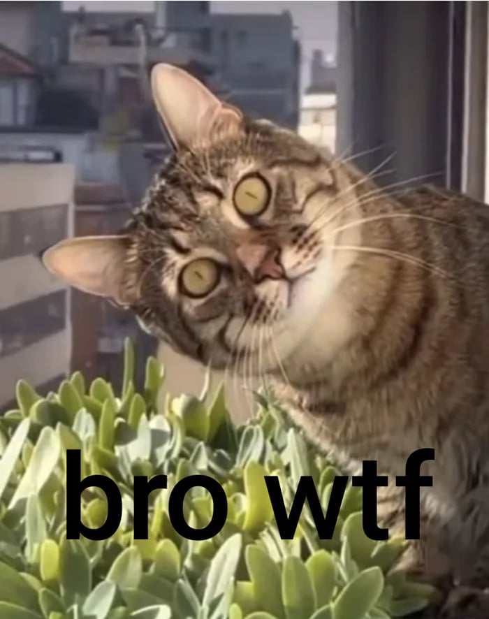 cat wtf.jpg