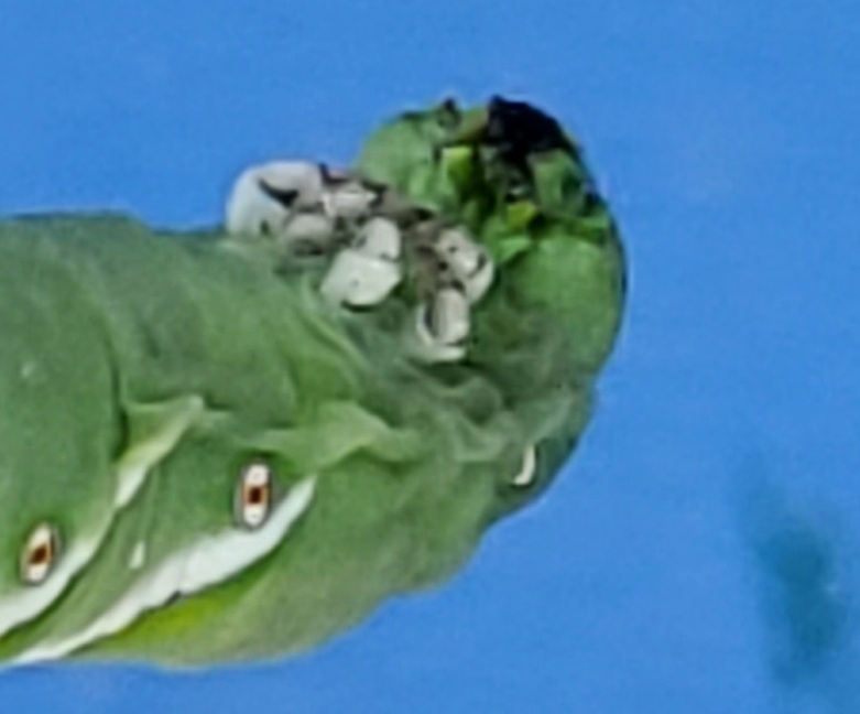 Catepillar_close_up.jpg