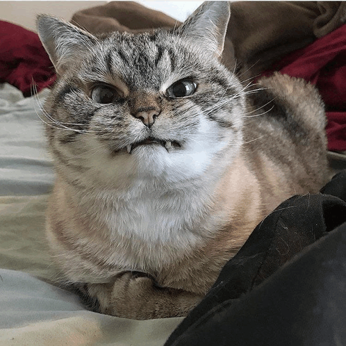 cats-angry-cat.gif
