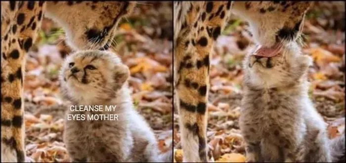 cleanse my eyes.jpg
