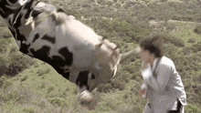 cow-fight.gif