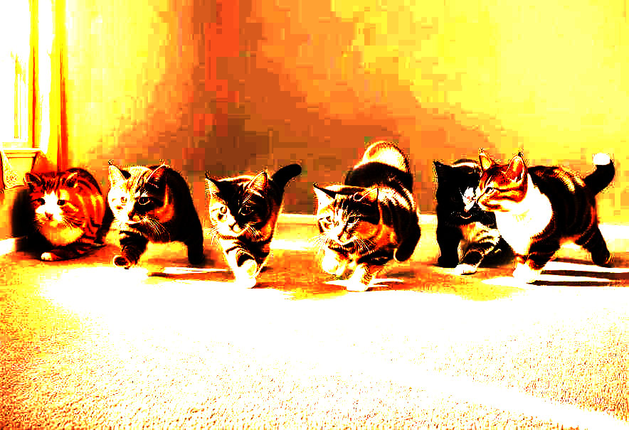 Cute cats Gay sex.jpg