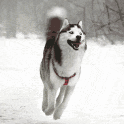 dog helicopter.gif