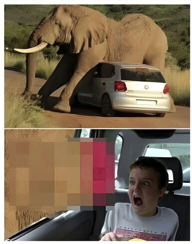 Elephant.png