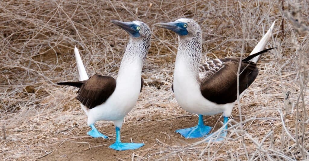 Funny-Animal-Names-Blue-footed-Booby-1024x535.jpg