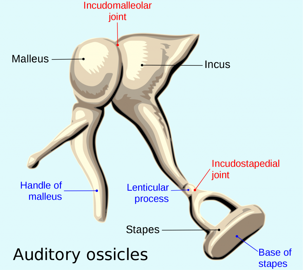 ossicles-1024x913-659677083.png