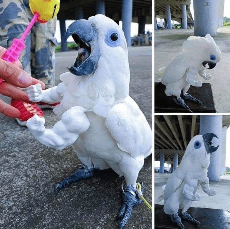 parrot.png