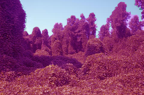 PURPLEkudzu_invasive.jpg