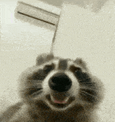 raccoon-close-up.gif