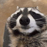raccoon-drinking-beer-raccoon-meme.gif