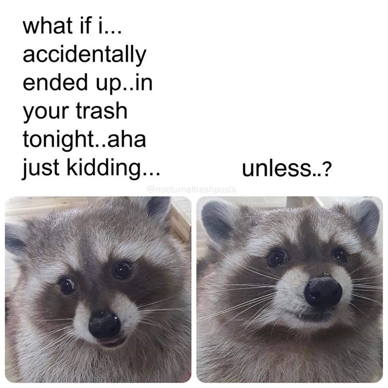 raccoon-if-accidentally-ended-up-trash-tonightaha-just-kidding-unless-nocturnaltrashposts.jpg