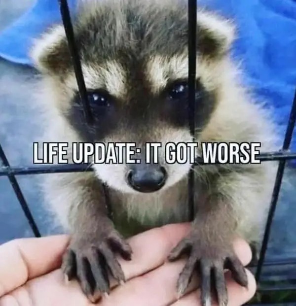 raccoon-memes-15-20240924.jpg