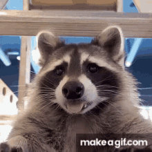 raccoon-racon.gif