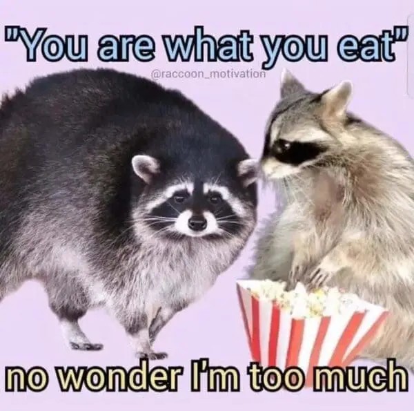 racoon-memes-13-20241014-600x595.jpg