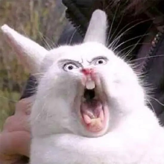Screaming-hare-meme.jpg