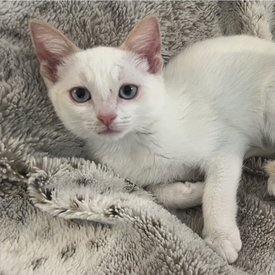 Screenshot_20250807_180103_Samsung Internet.jpg