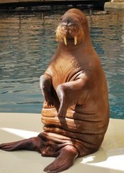 sitting-funny-walrus-260nw-1208377669.jpg