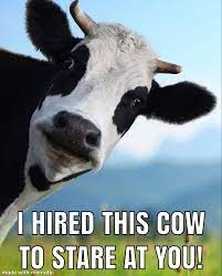 stare cow.jpg