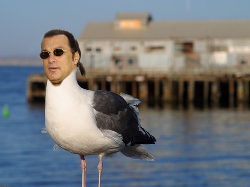 steven seagull.jpg