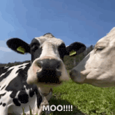 treyreloaded-cow.gif