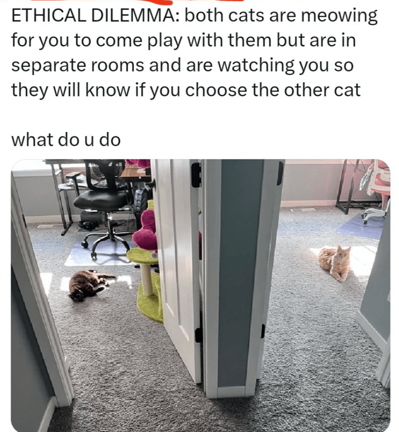 with-them-but-are-separate-rooms-and-are-watching-so-they-will-know-if-choose-other-cat-do-u-do.png