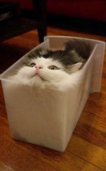 cat liquid.jpg