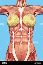 anatomy-of-female-chest-and-torso-featuring-major-muscular-groups-and-glands-MJNC6W.jpg