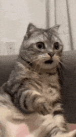 cat shocked.gif