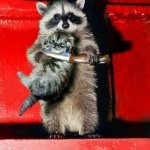 who-would-win-in-a-fight-a-cat-or-raccoon-v0-eoly20ewa8591.jpg