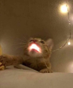 1776556101018.png