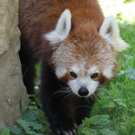 RedPanda